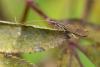 Odontocerum albicorne